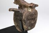 Hadrosaur (Edmontosaurus) Vertebra With Pathology - Montana #206197-11